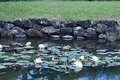 シラサギ西公園の睡蓮が見頃です(7月上旬〜中頃)